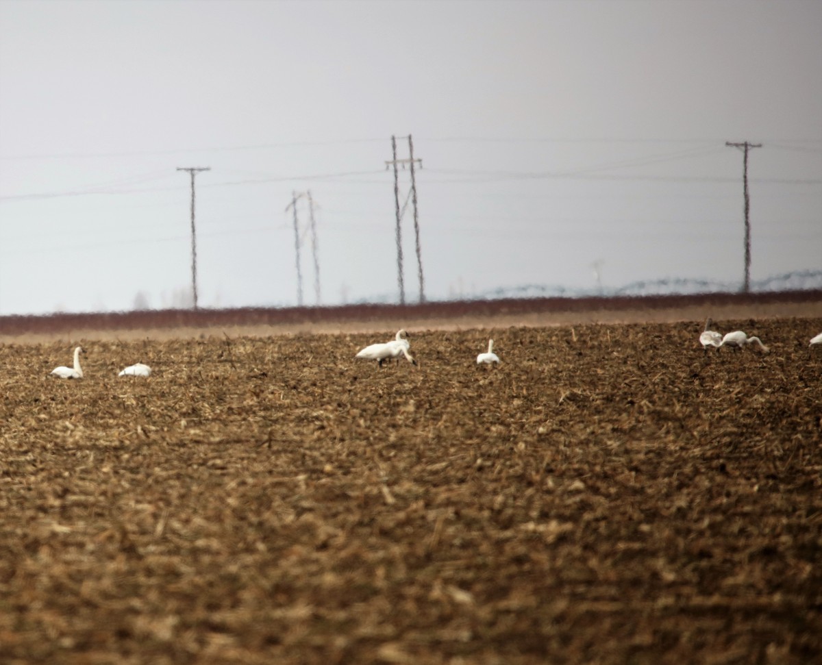 Cygne trompette - ML526974561