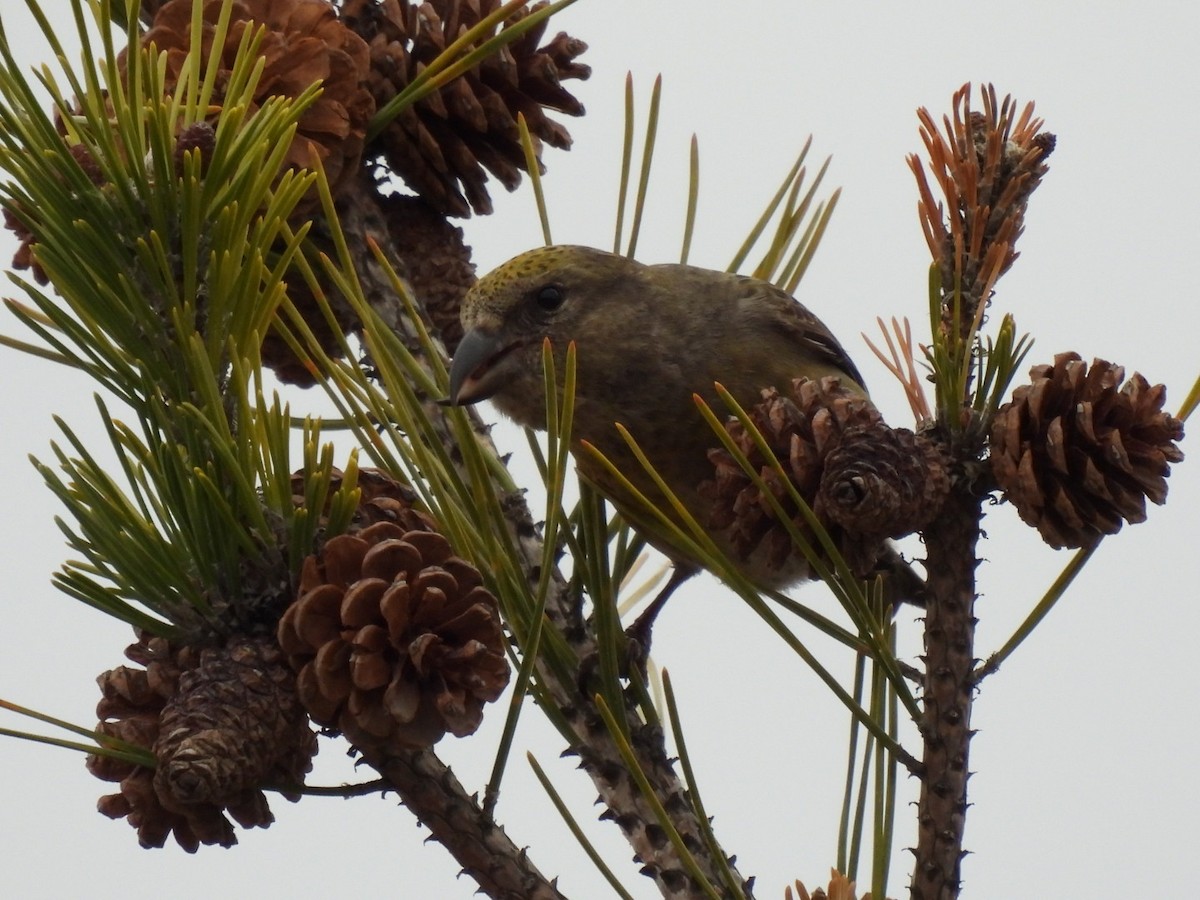 Red Crossbill - ML526974601