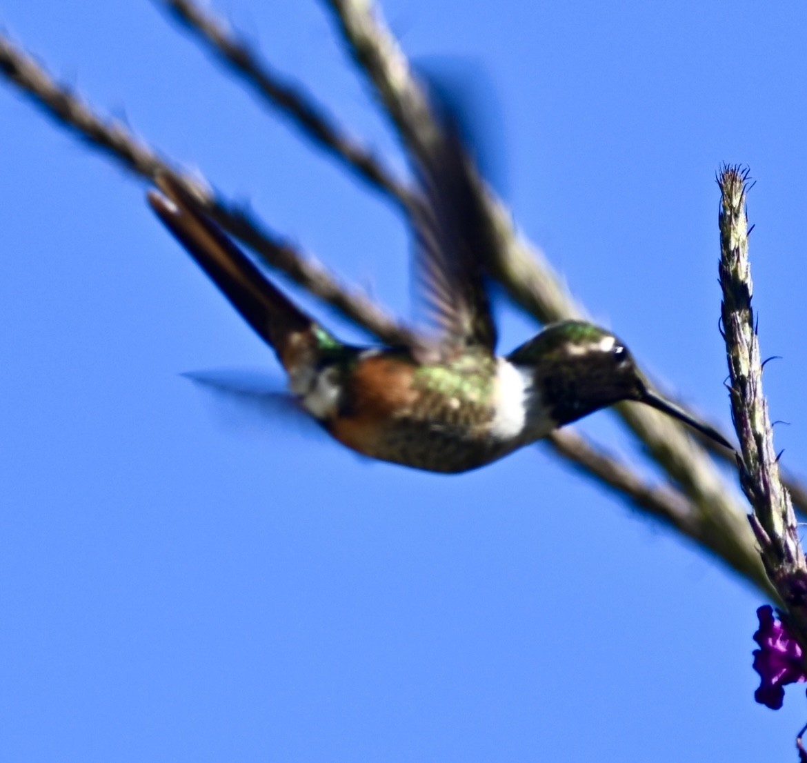 Magenta-throated Woodstar - ML526974701