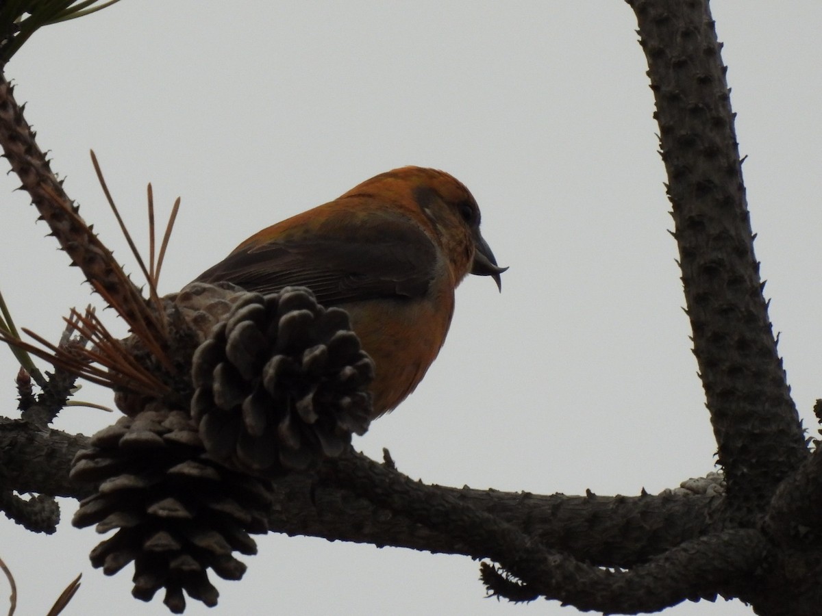 Red Crossbill - ML526974831