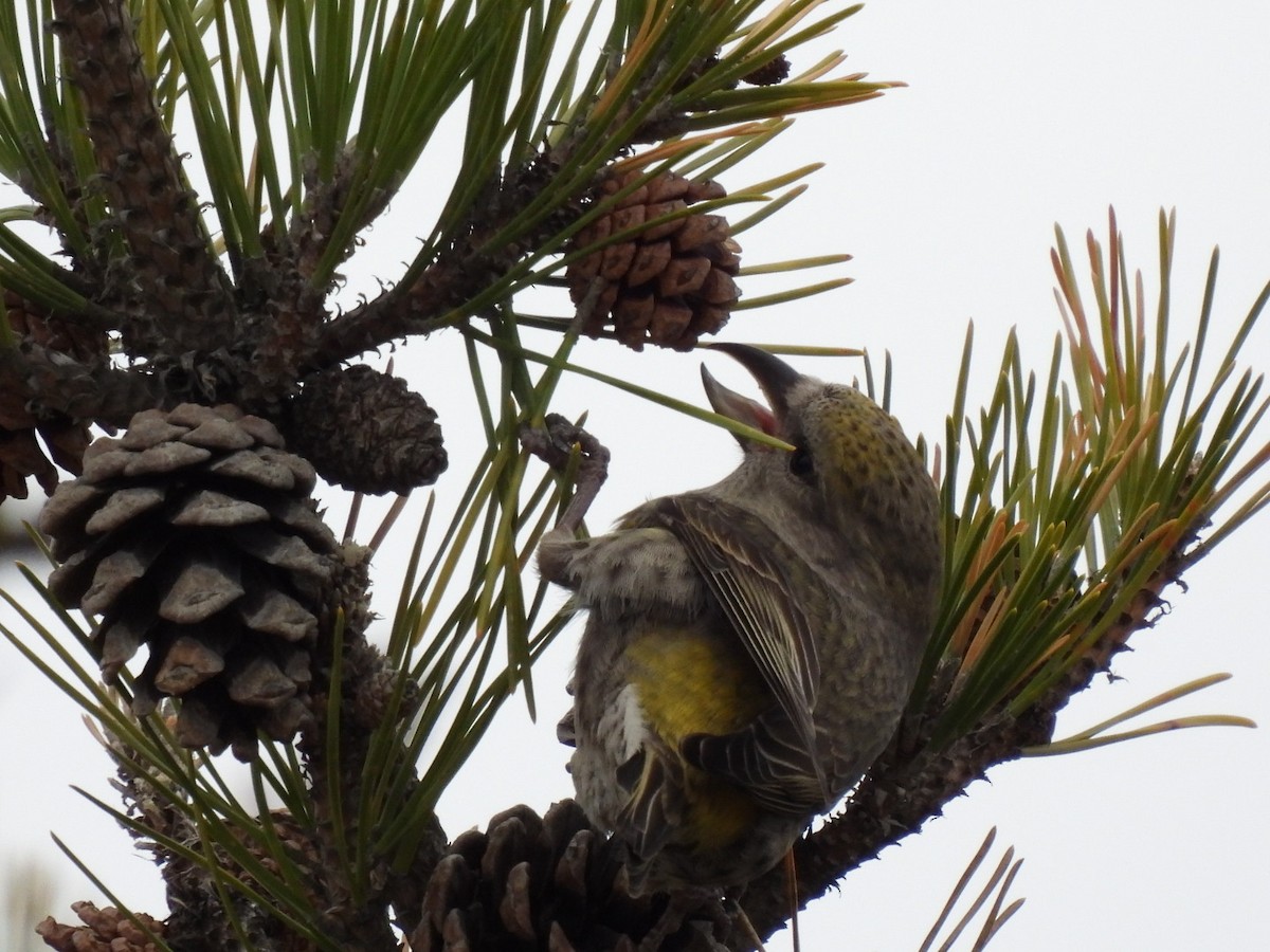 Red Crossbill - ML526975191