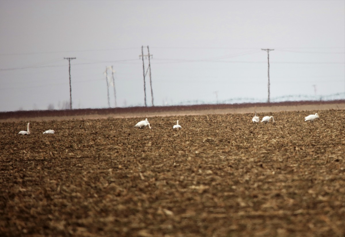 Cygne trompette - ML526975461