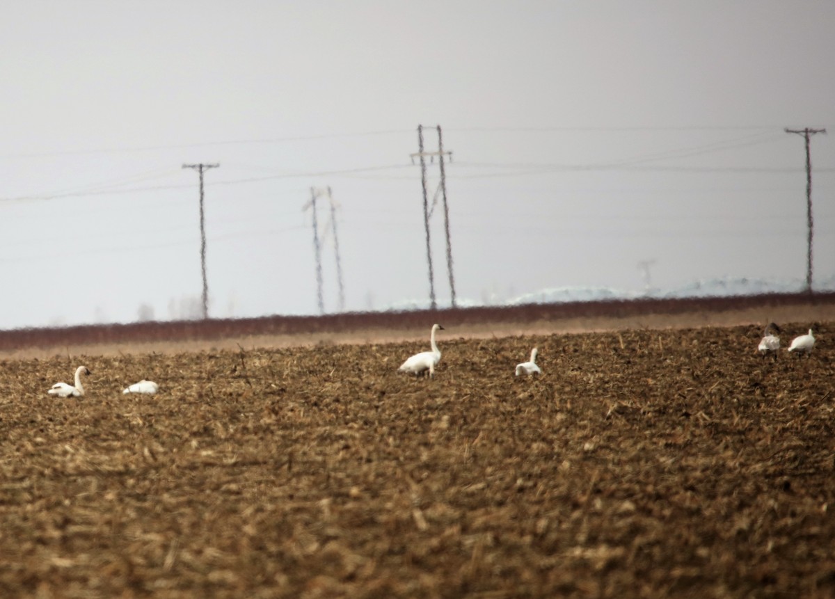 Cygne trompette - ML526975981