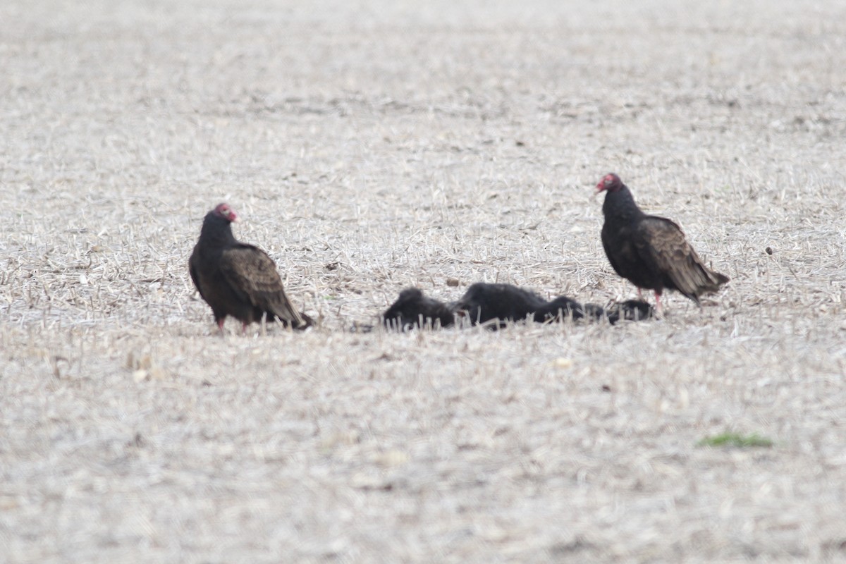 Turkey Vulture - ML52697621