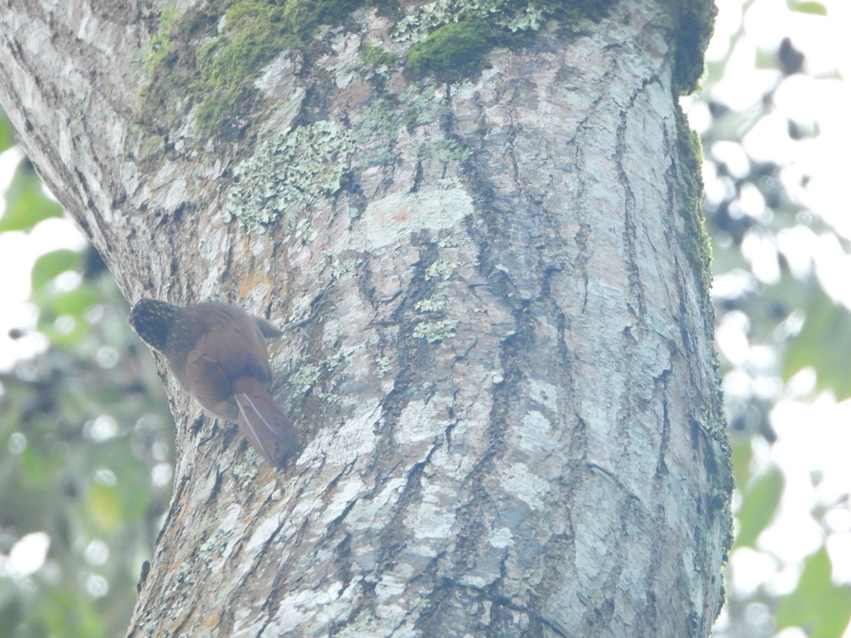 Streak-headed Woodcreeper - ML526976211