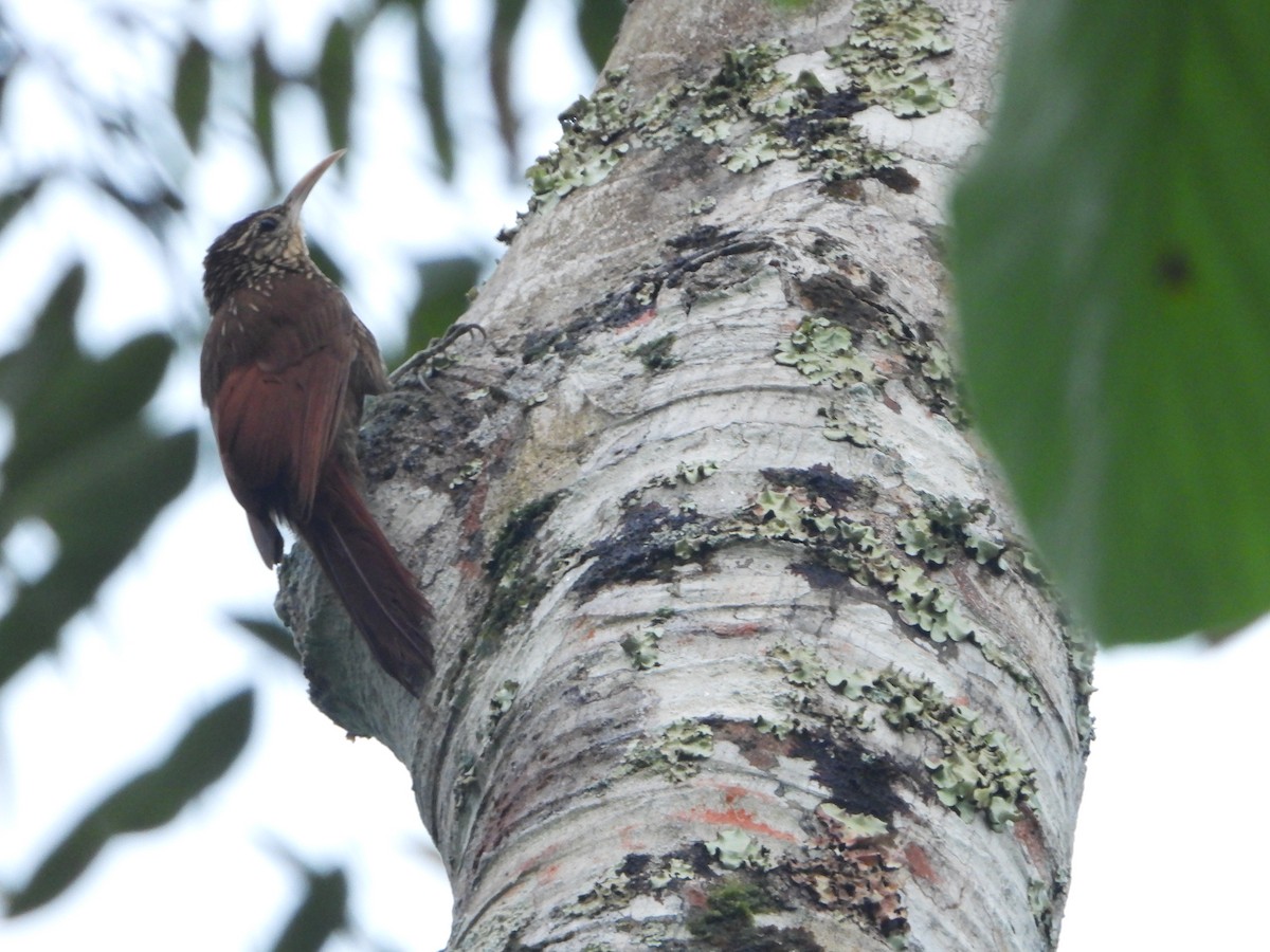 Streak-headed Woodcreeper - ML526976241