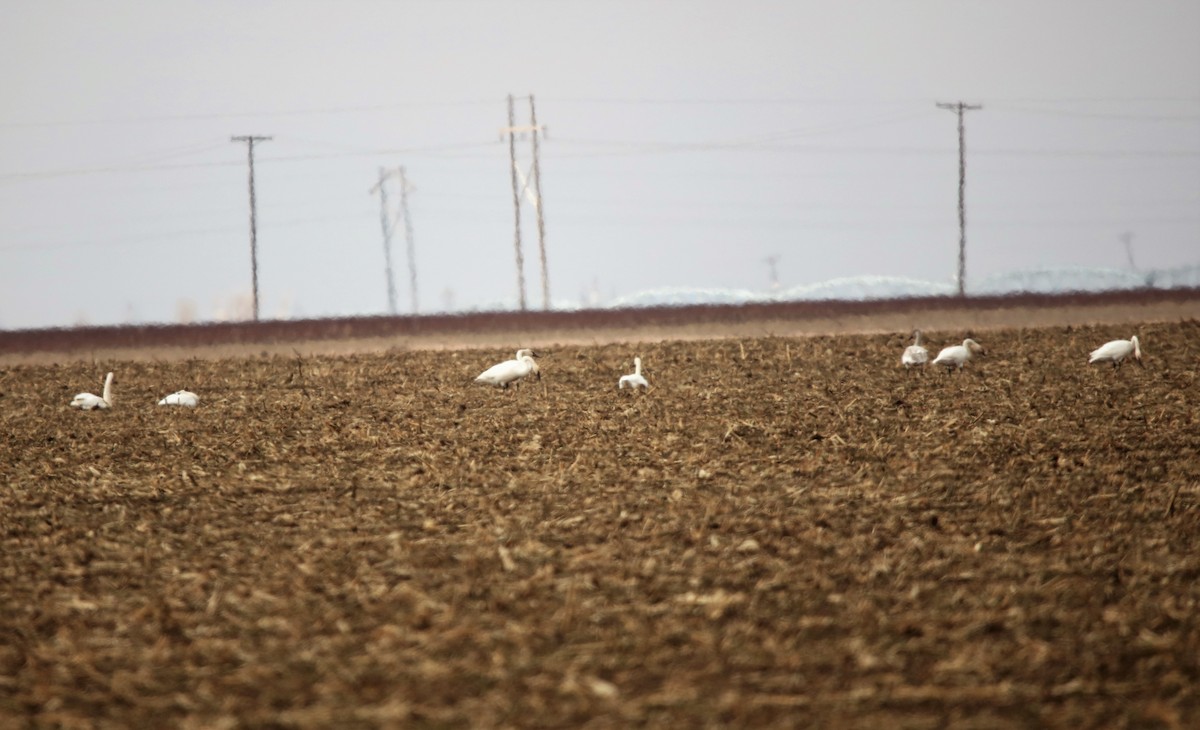 Cygne trompette - ML526976521