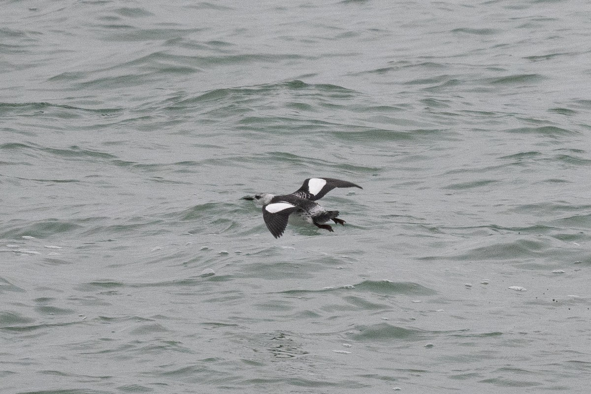 Black Guillemot - ML526977681