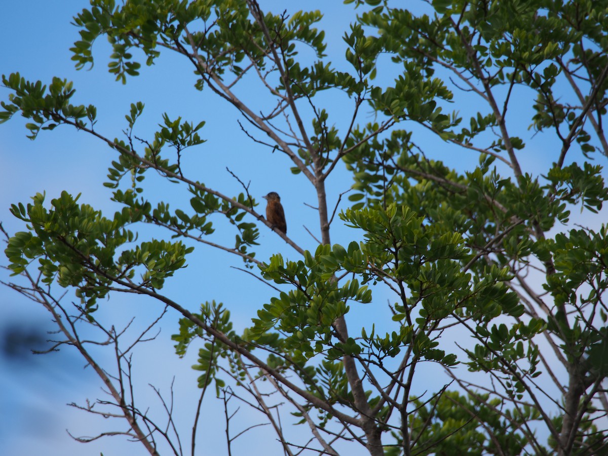 Spotted Piculet - ML52697771