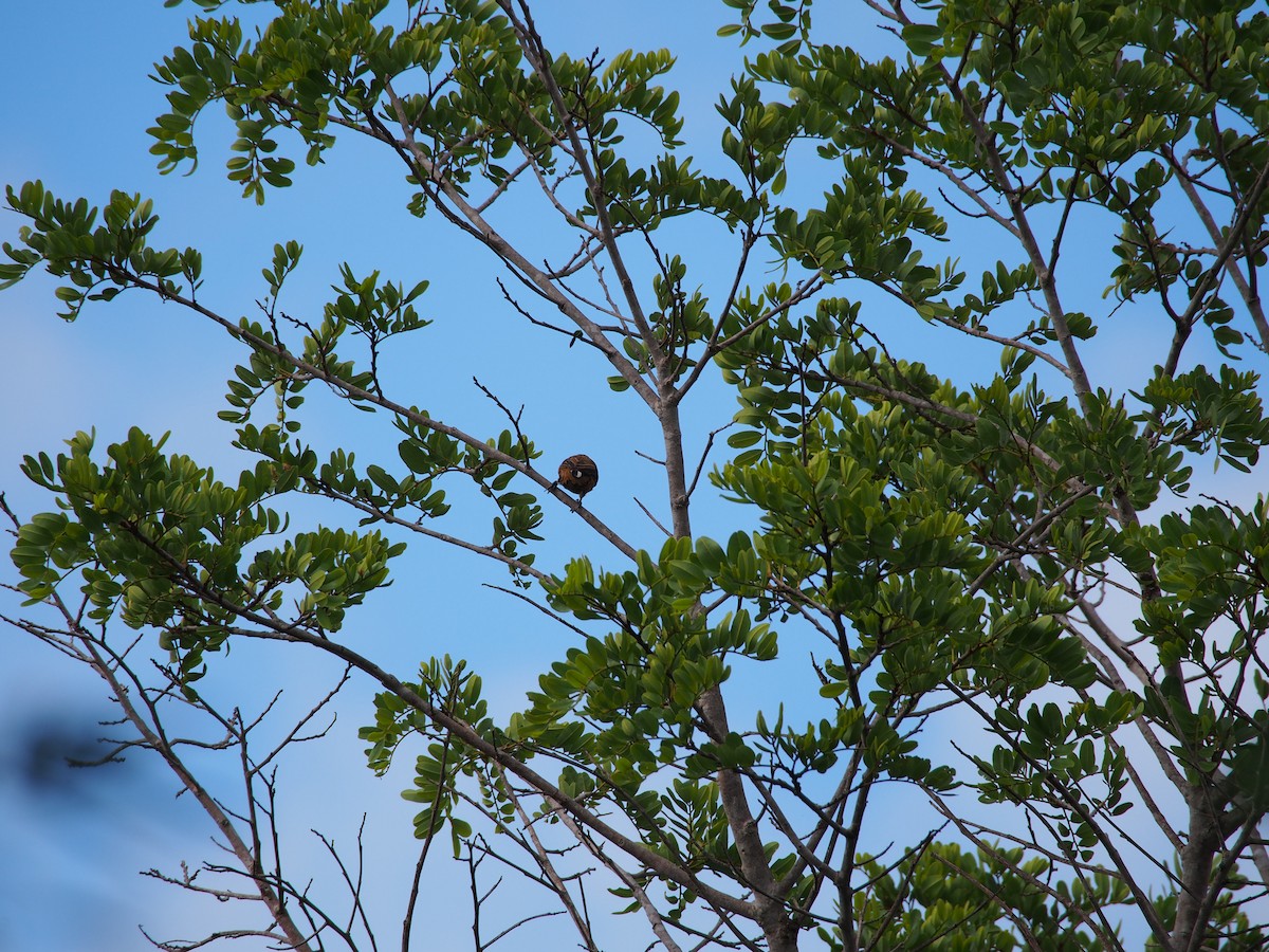 Spotted Piculet - ML52697781