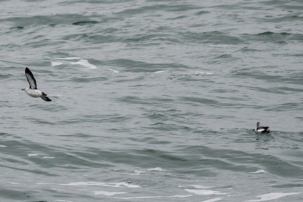 Black Guillemot - ML526977861