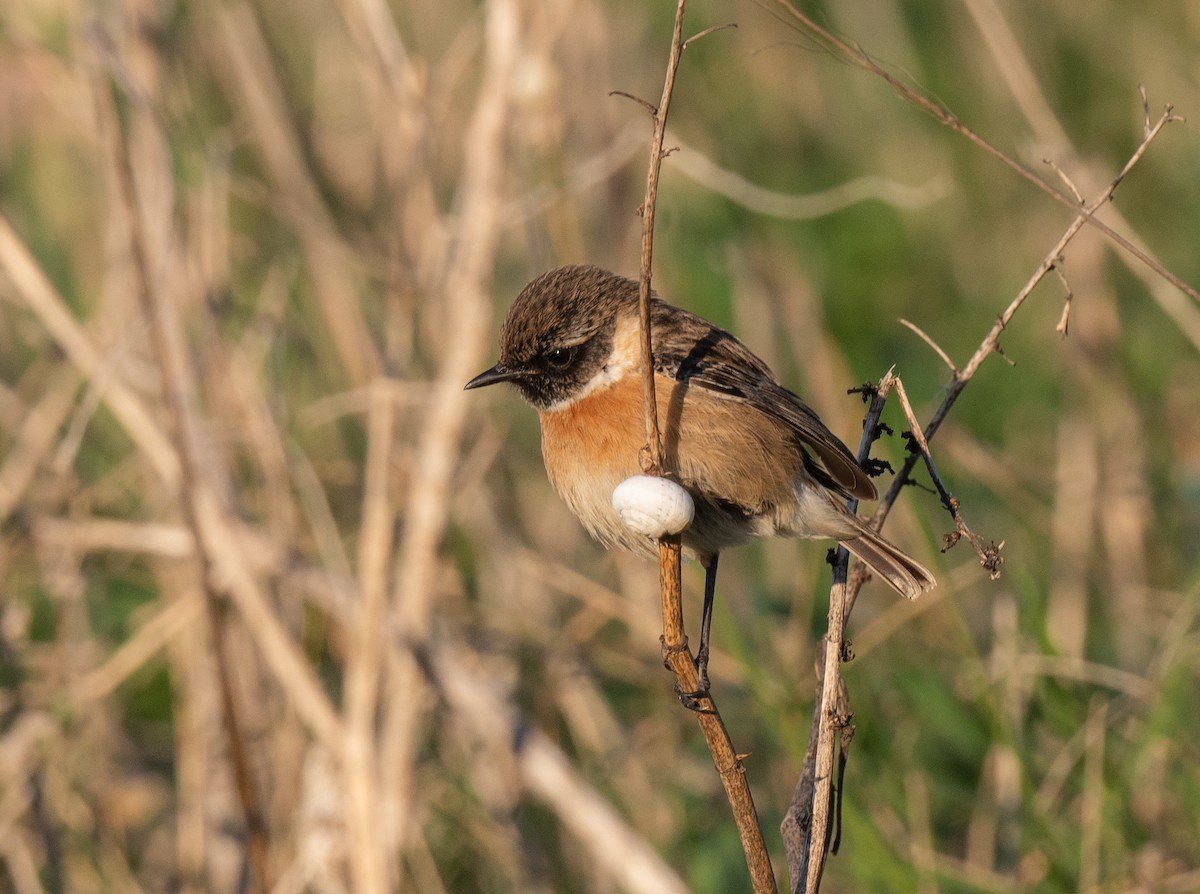 European Stonechat - Tor Egil Høgsås