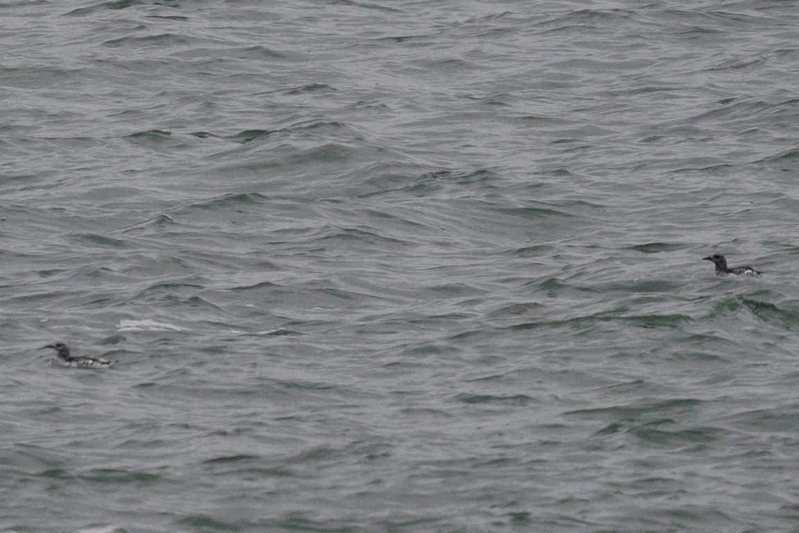 Black Guillemot - ML526977981