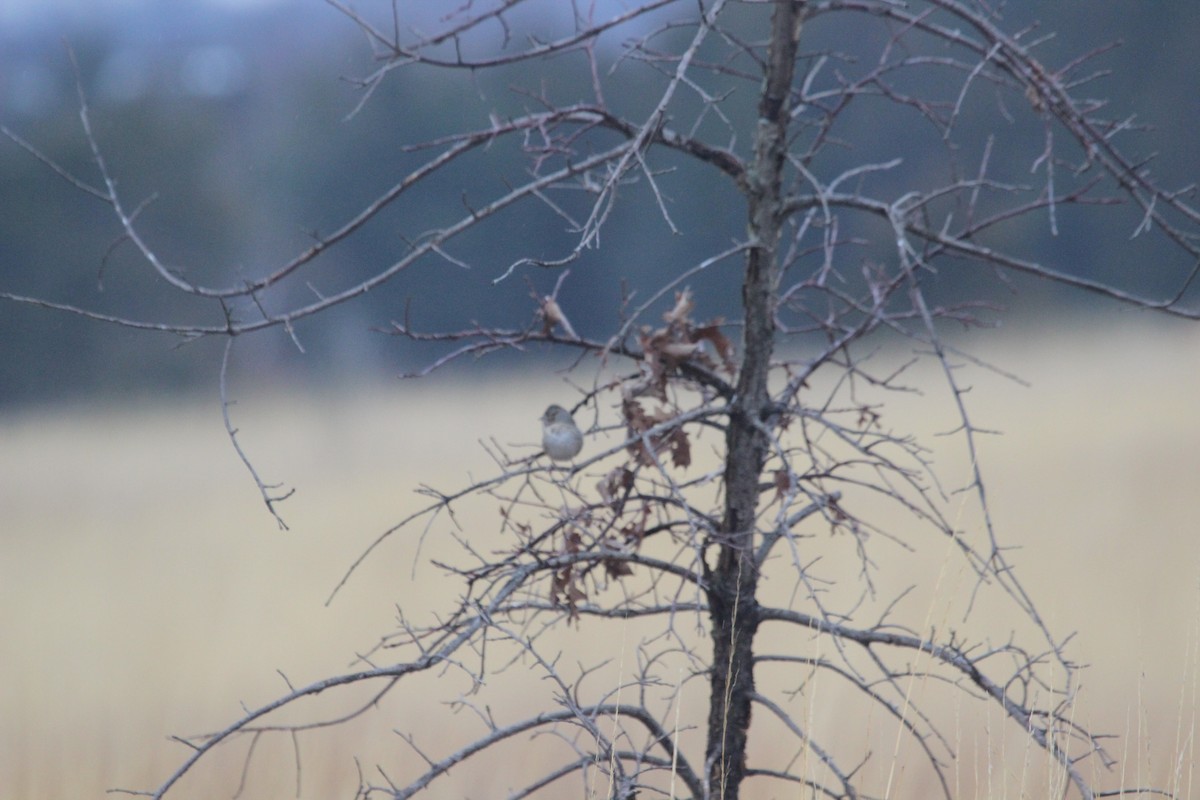 Lincoln's Sparrow - ML526978851