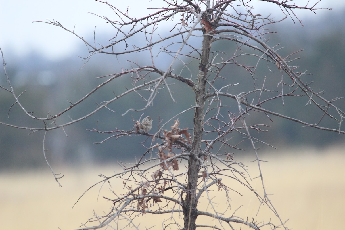 Lincoln's Sparrow - Anonymous