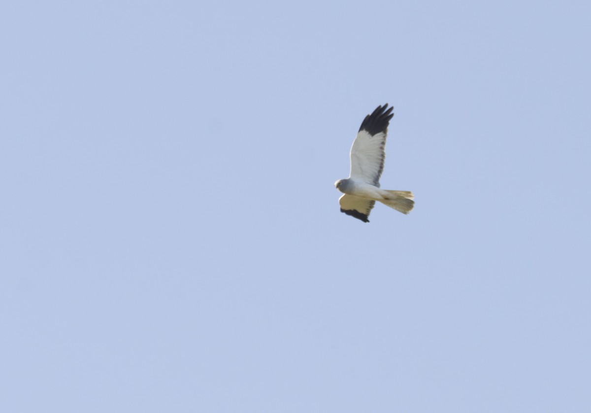 Hen Harrier - ML526979561