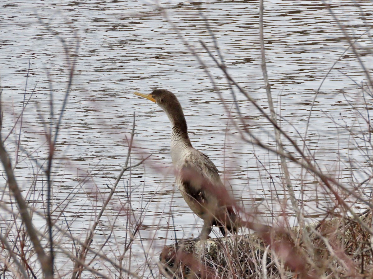 Ubarroi belarriduna - ML526979691