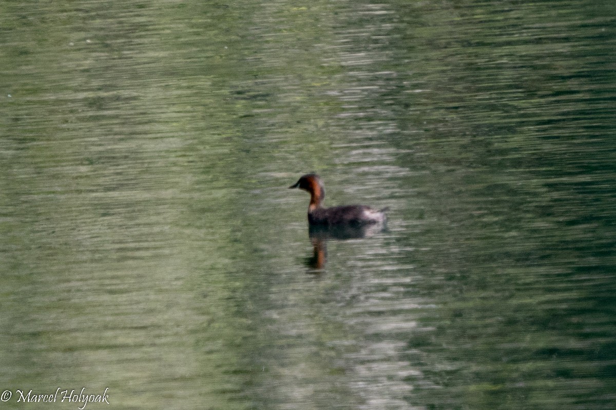 Little Grebe (Tricolored) - ML526979841