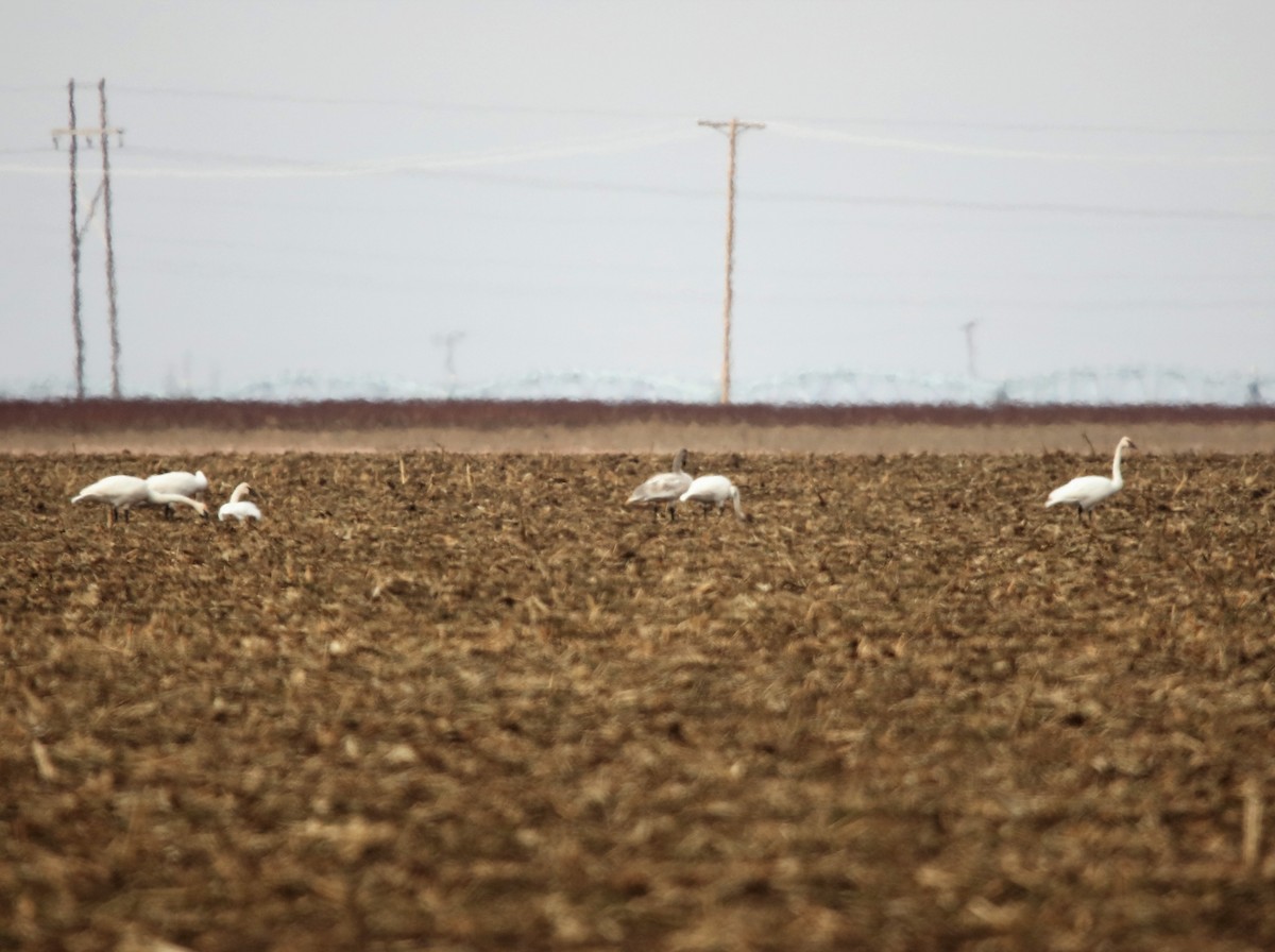 Trumpeter Swan - ML526979871