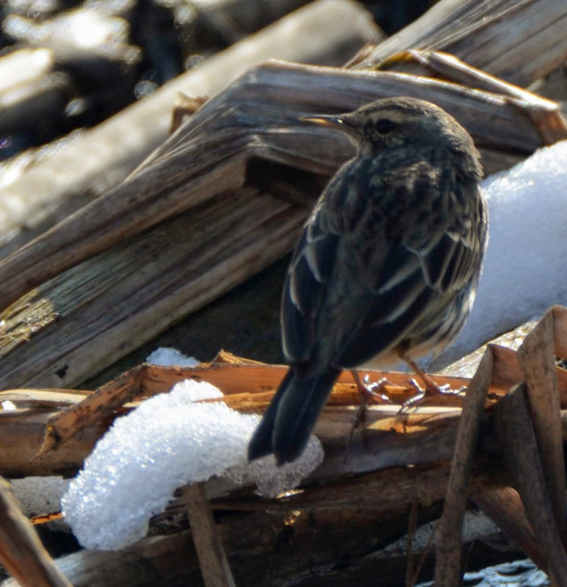 Rosy Pipit - ML526979931