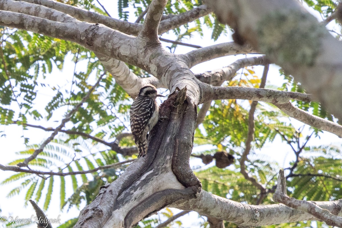 Sunda Pygmy Woodpecker - Marcel Holyoak