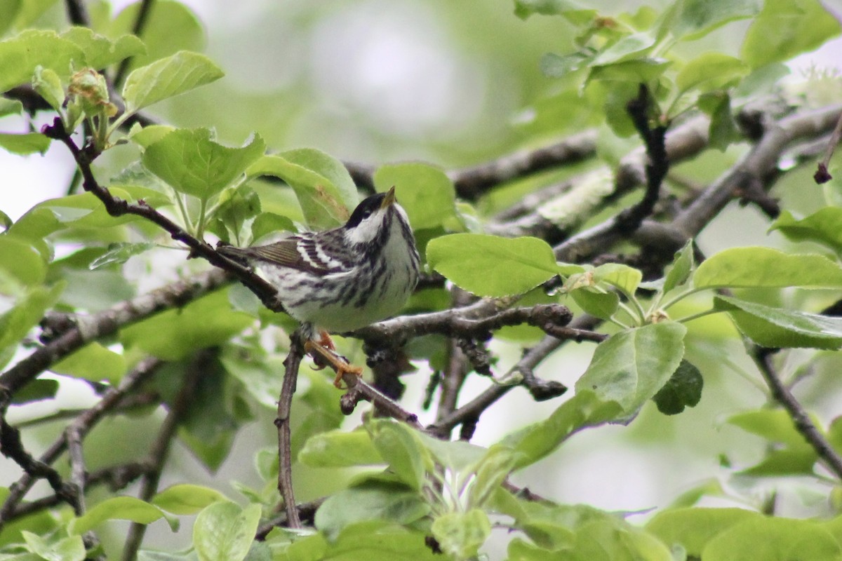 Blackpoll Warbler - ML526980411