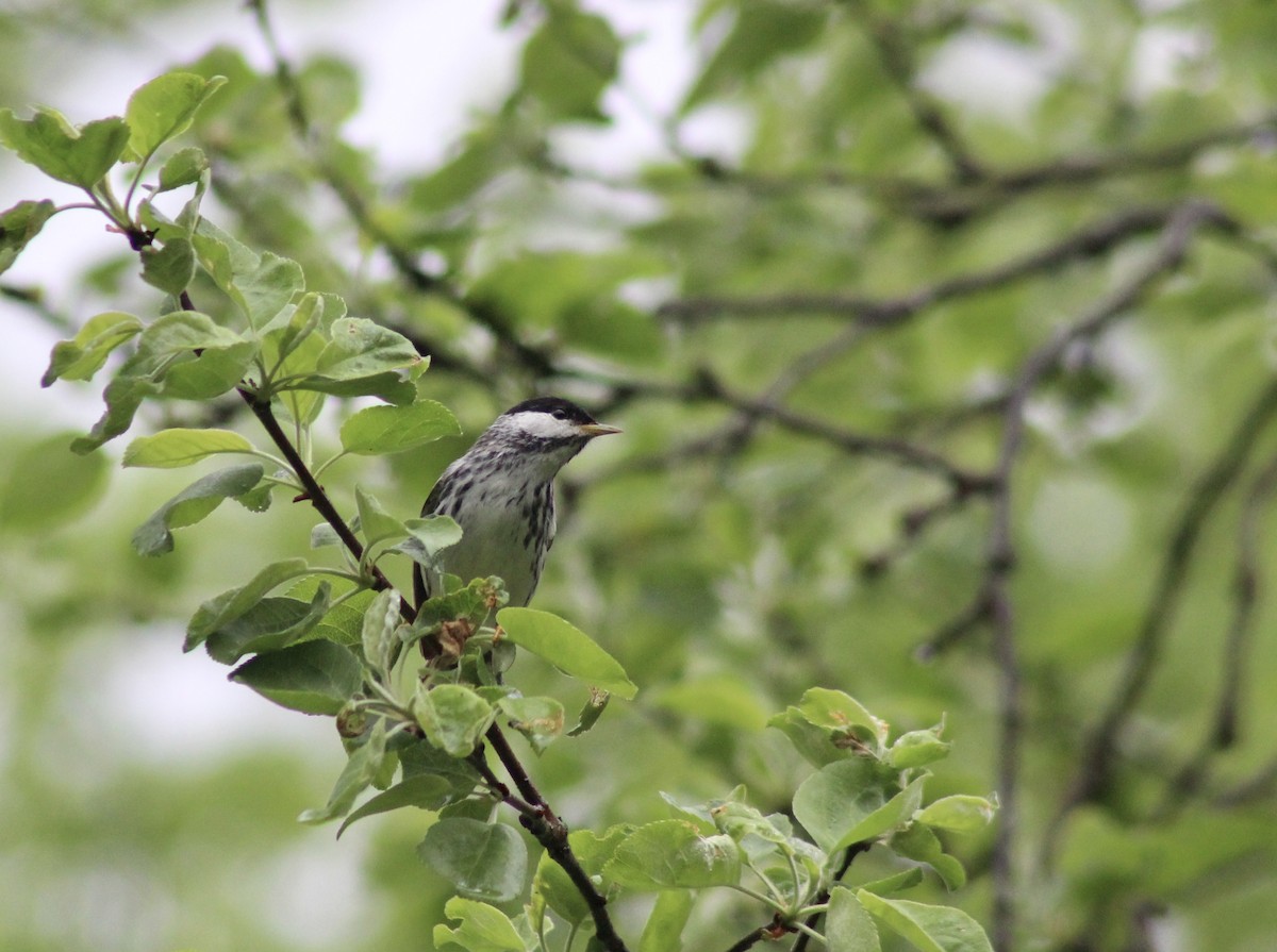 Blackpoll Warbler - ML526980421