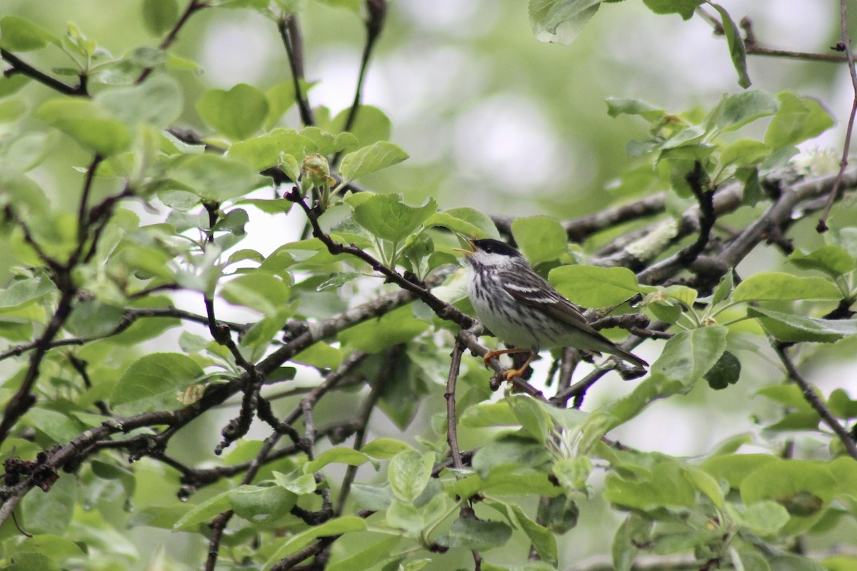 Streifenwaldsänger - ML526980431