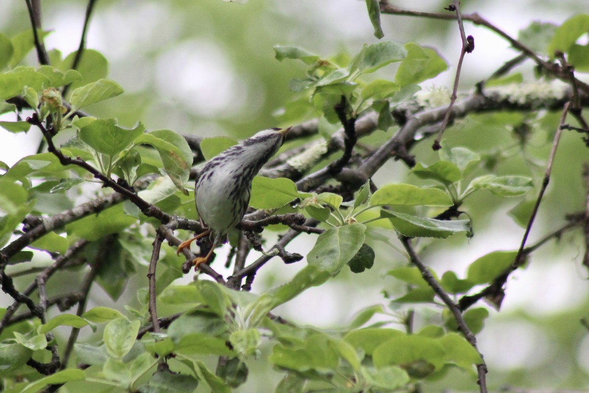 Blackpoll Warbler - ML526980441