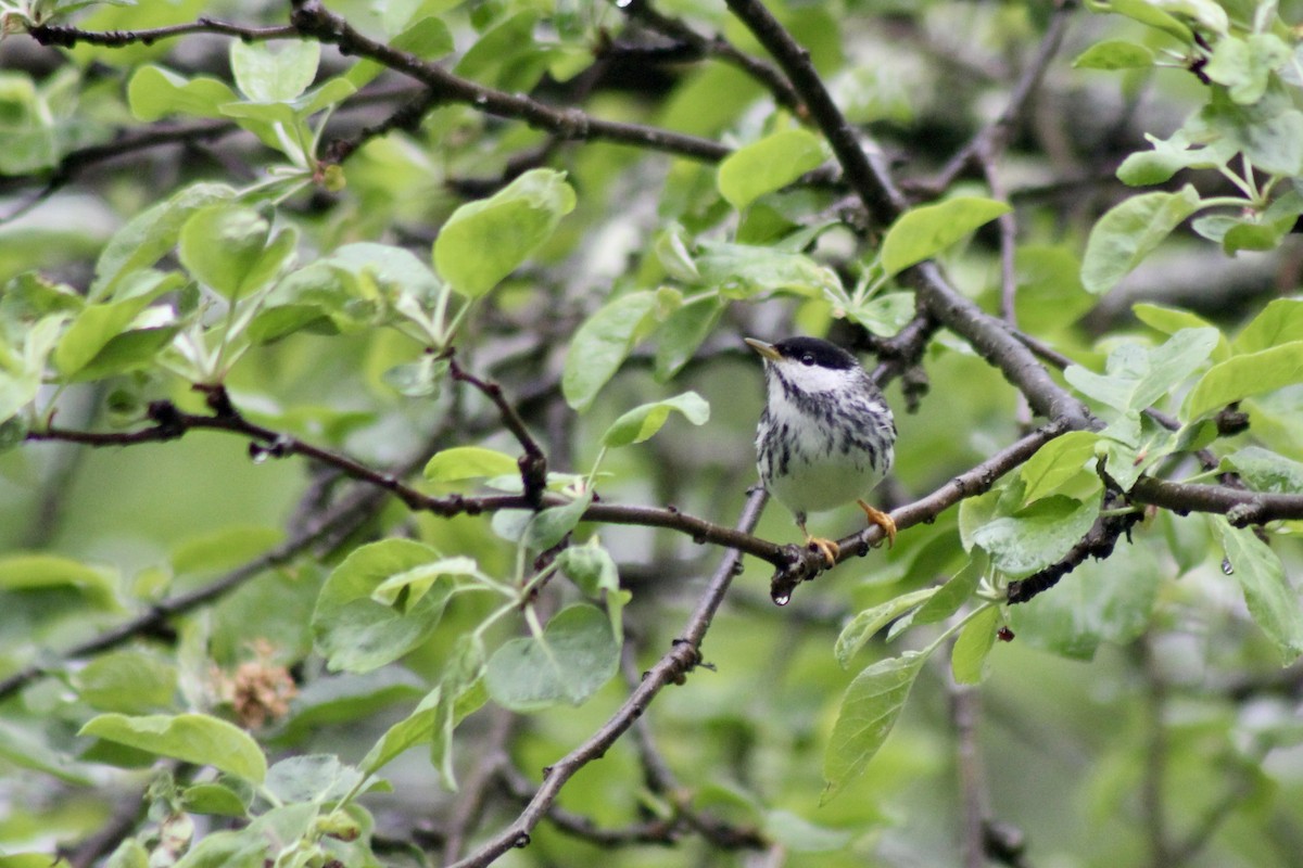 Streifenwaldsänger - ML526980451