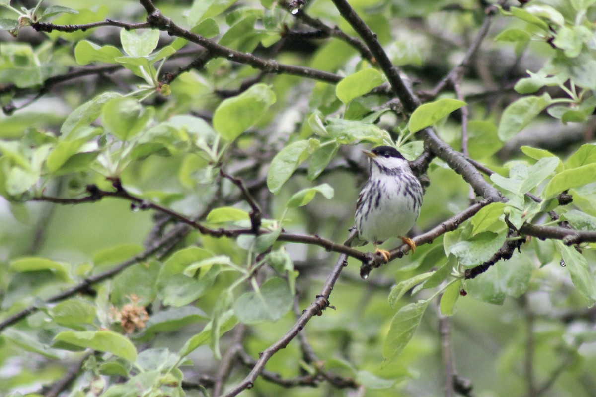 Blackpoll Warbler - Zac Cota