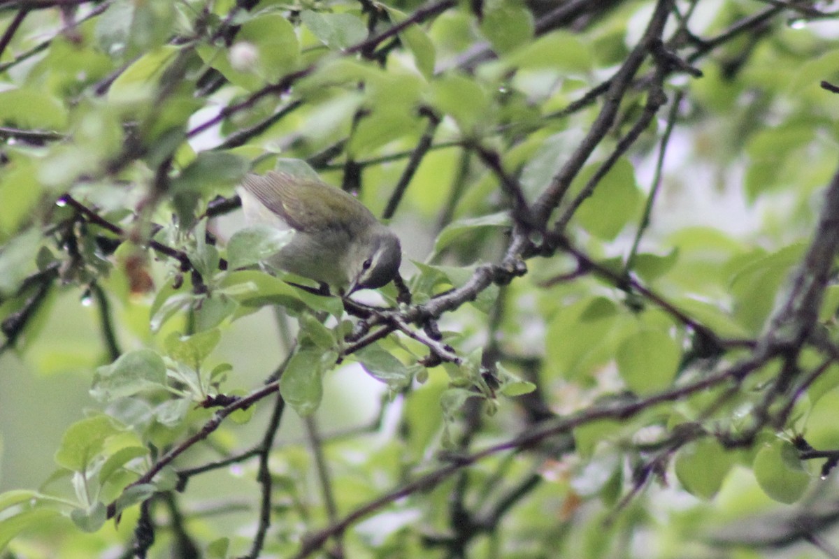 Tennessee Warbler - ML526980721