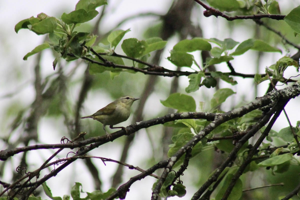 Tennessee Warbler - Zac Cota