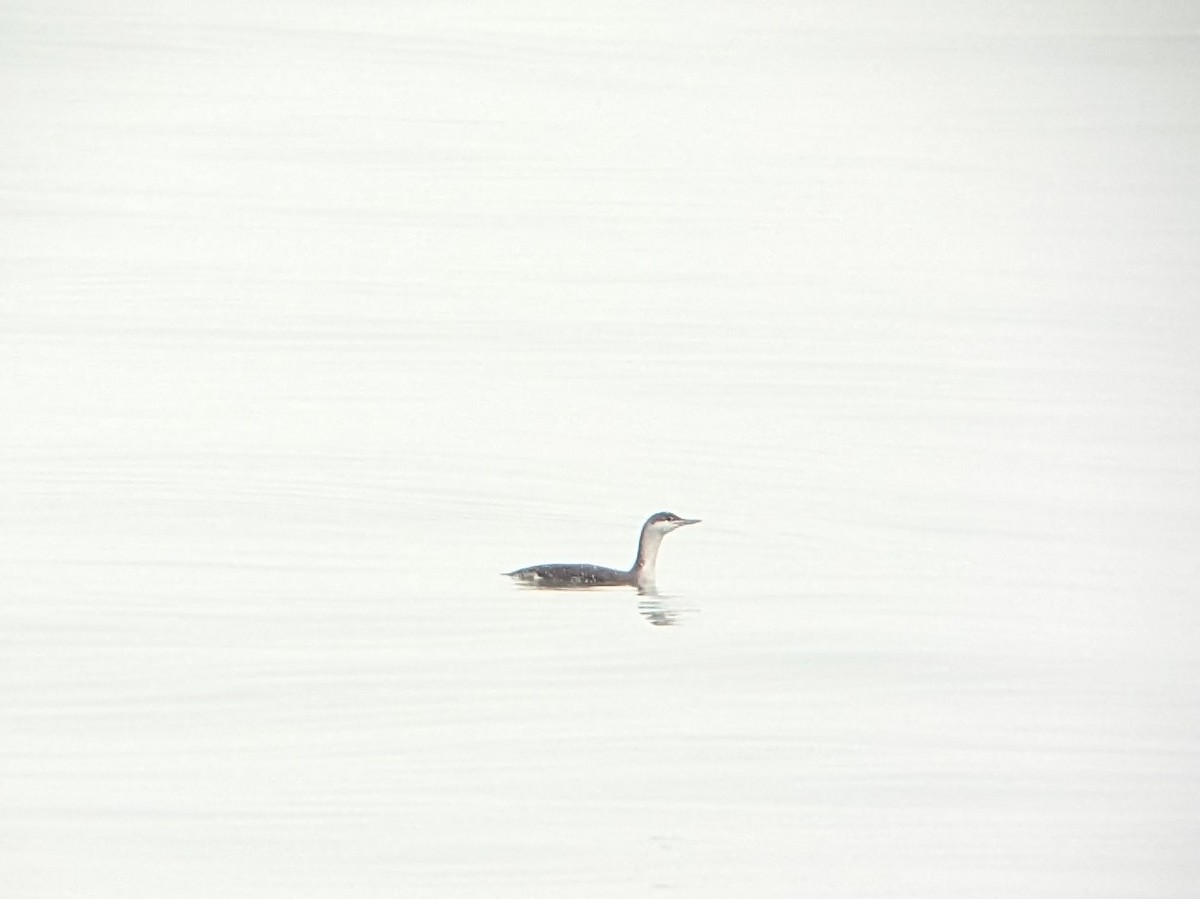 Red-throated Loon - ML526981191