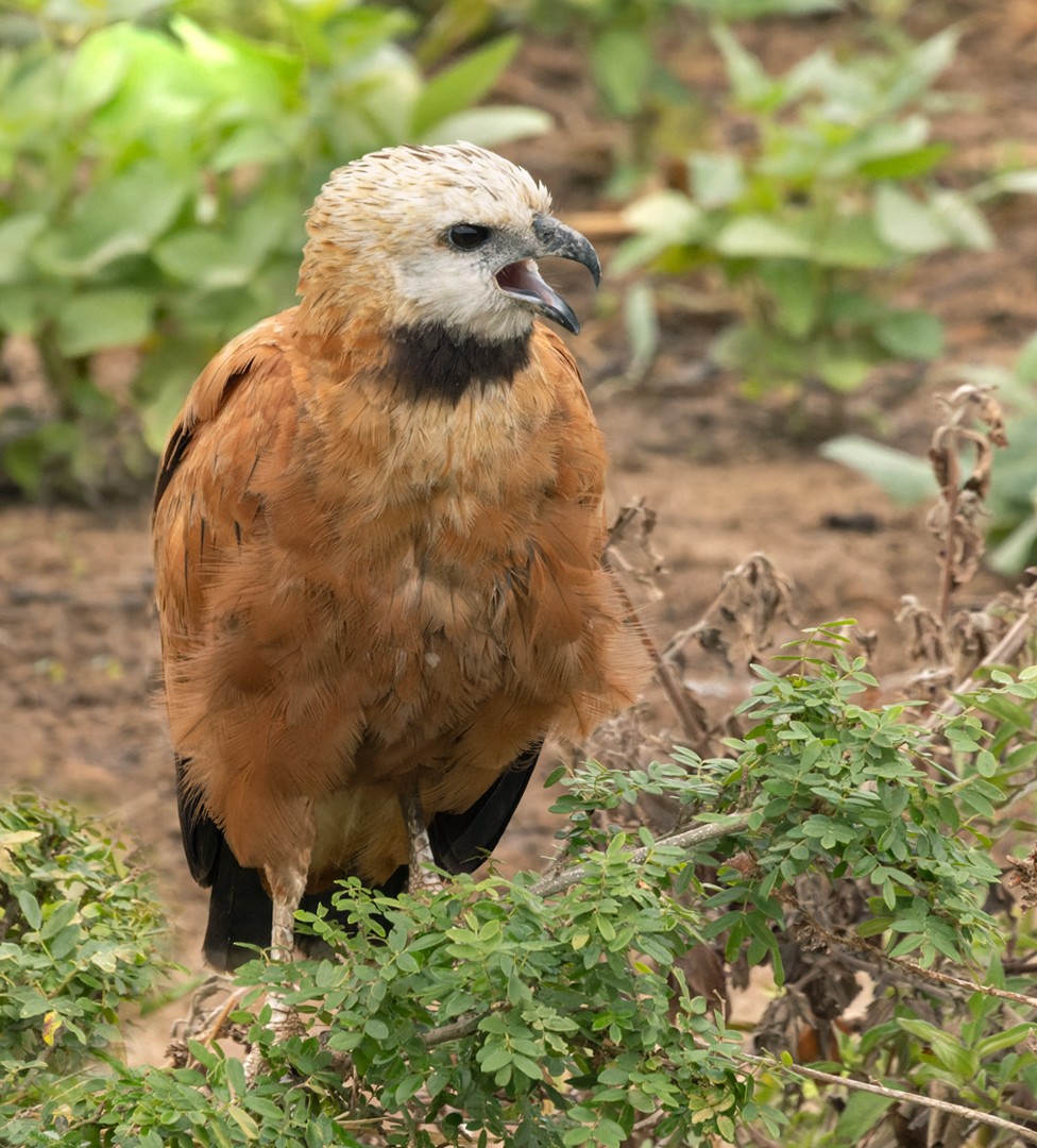 Black-collared Hawk - Lars Petersson | My World of Bird Photography