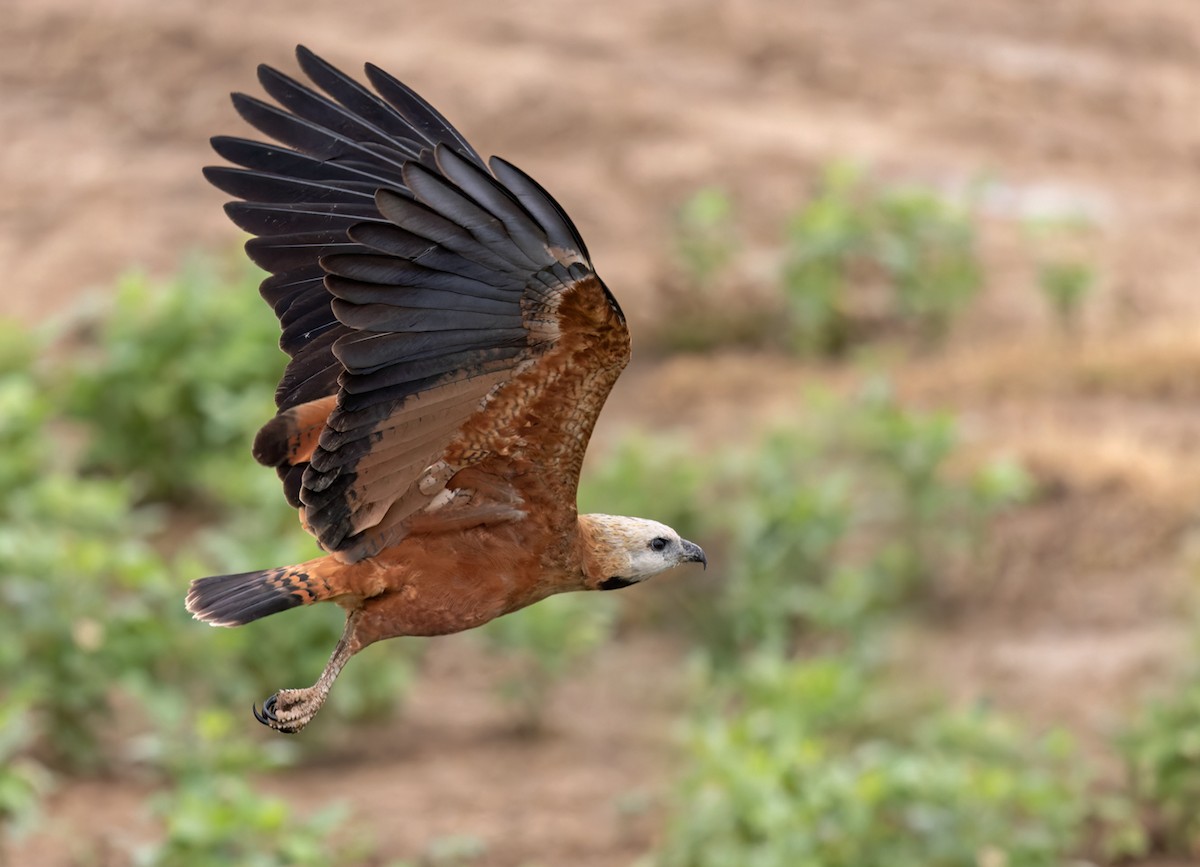 Black-collared Hawk - Lars Petersson | My World of Bird Photography