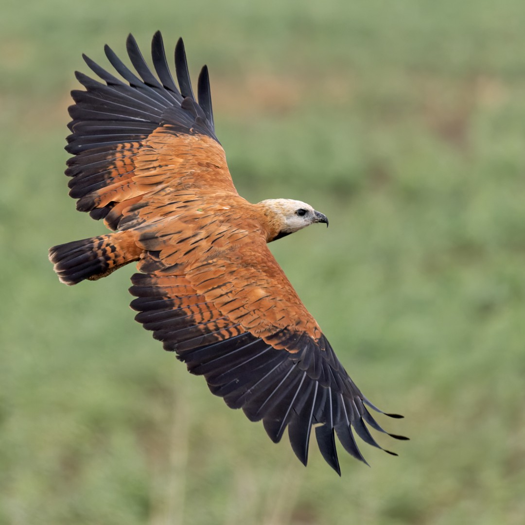 Black-collared Hawk - Lars Petersson | My World of Bird Photography