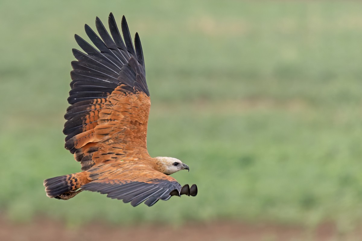 Black-collared Hawk - Lars Petersson | My World of Bird Photography