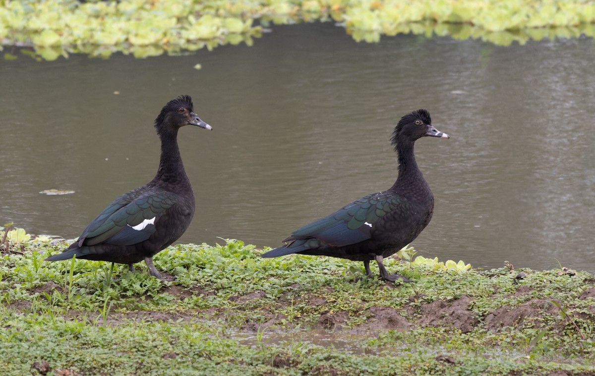 Muscovy Duck - ML526983811