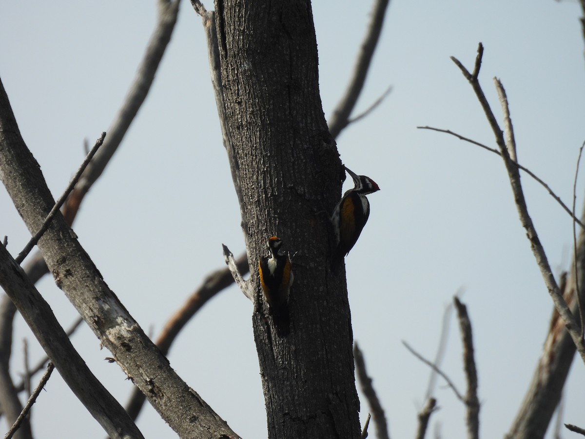 White-naped Woodpecker - ML526985331