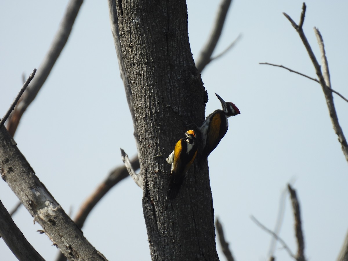 White-naped Woodpecker - ML526985341