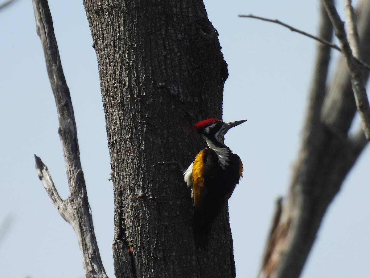 White-naped Woodpecker - ML526985351