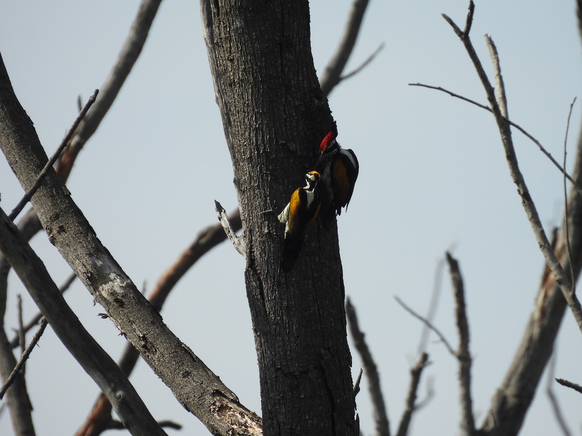 White-naped Woodpecker - ML526985361