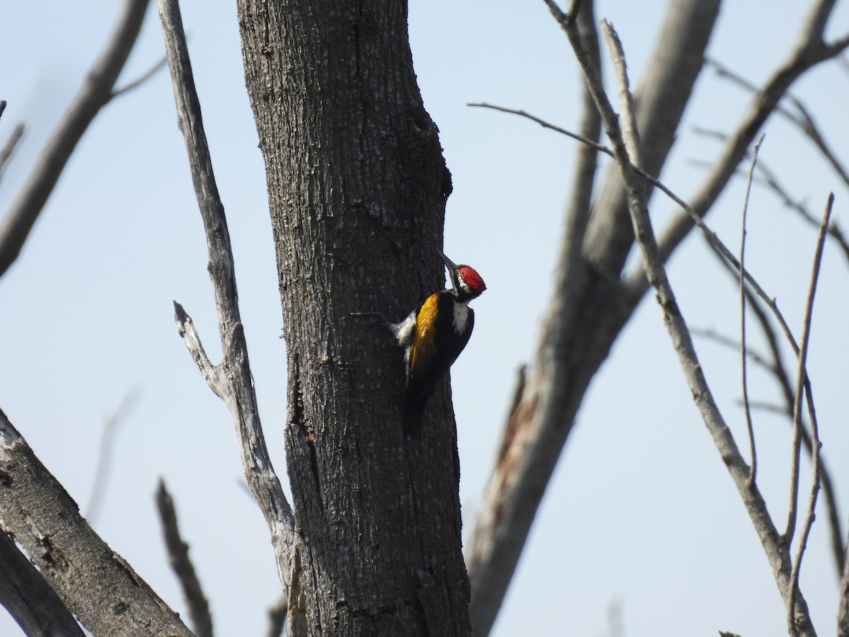 White-naped Woodpecker - ML526985371