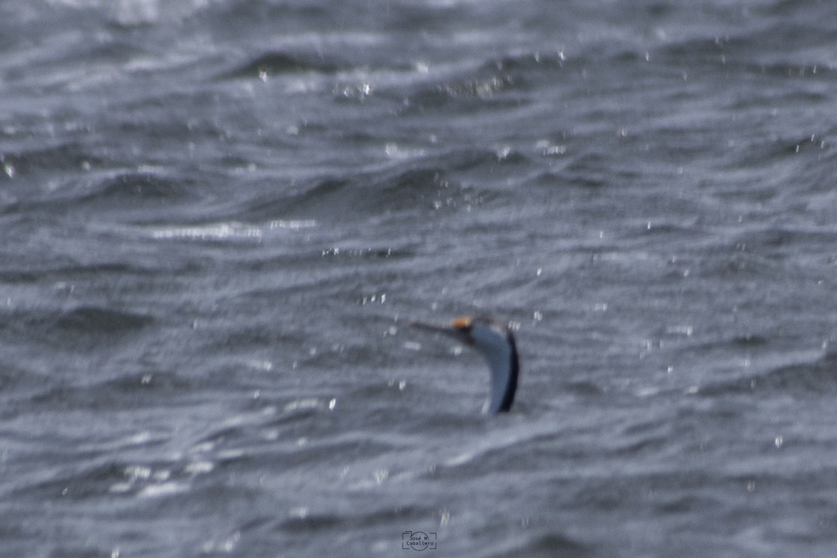 Pied Cormorant - ML526985731