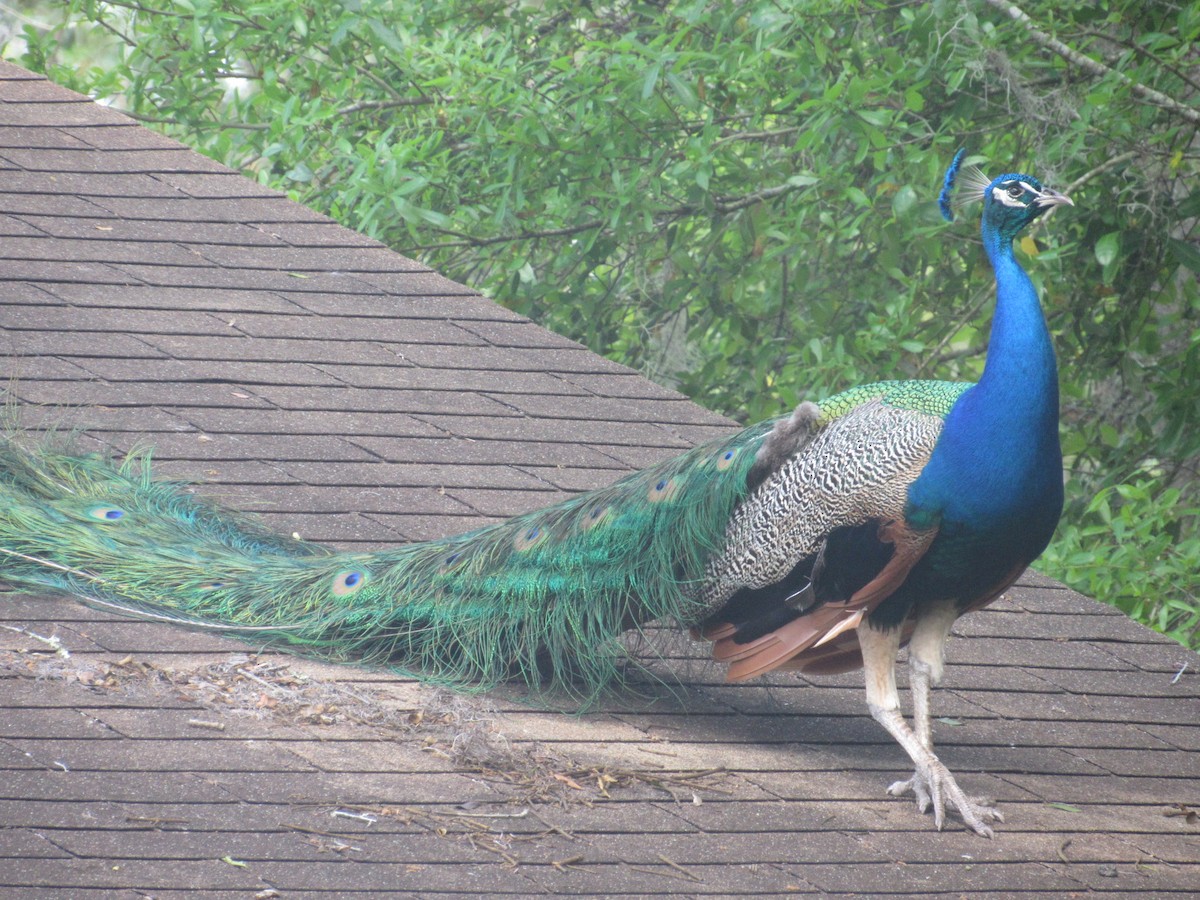 Indian Peafowl - ML52698651