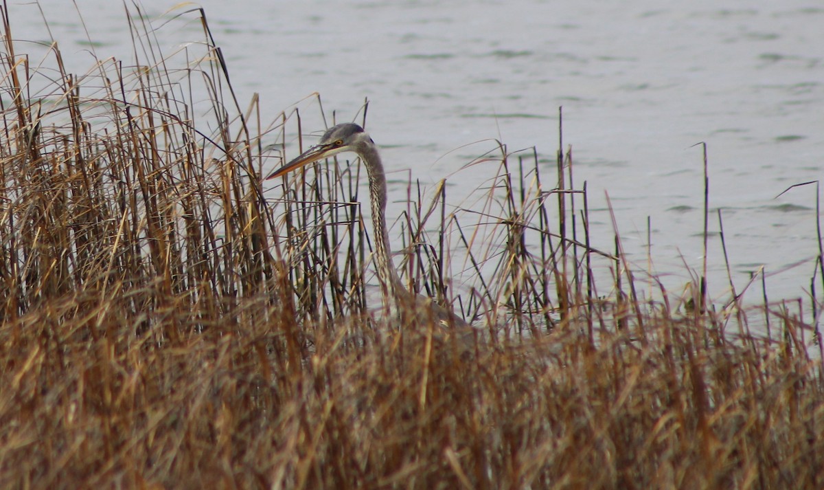 Great Blue Heron - ML526989081