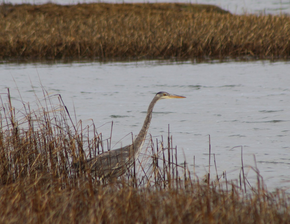 Great Blue Heron - ML526989091