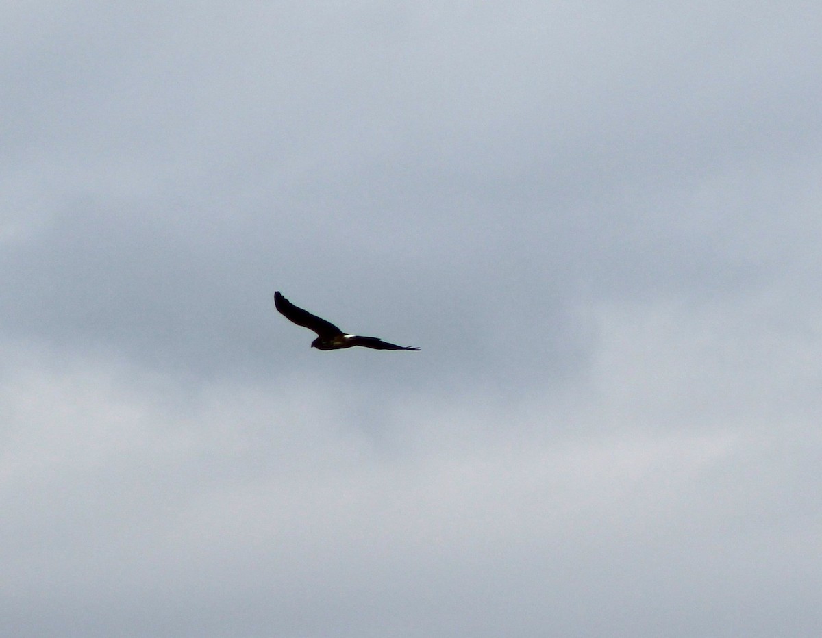 Northern Harrier - ML526989291