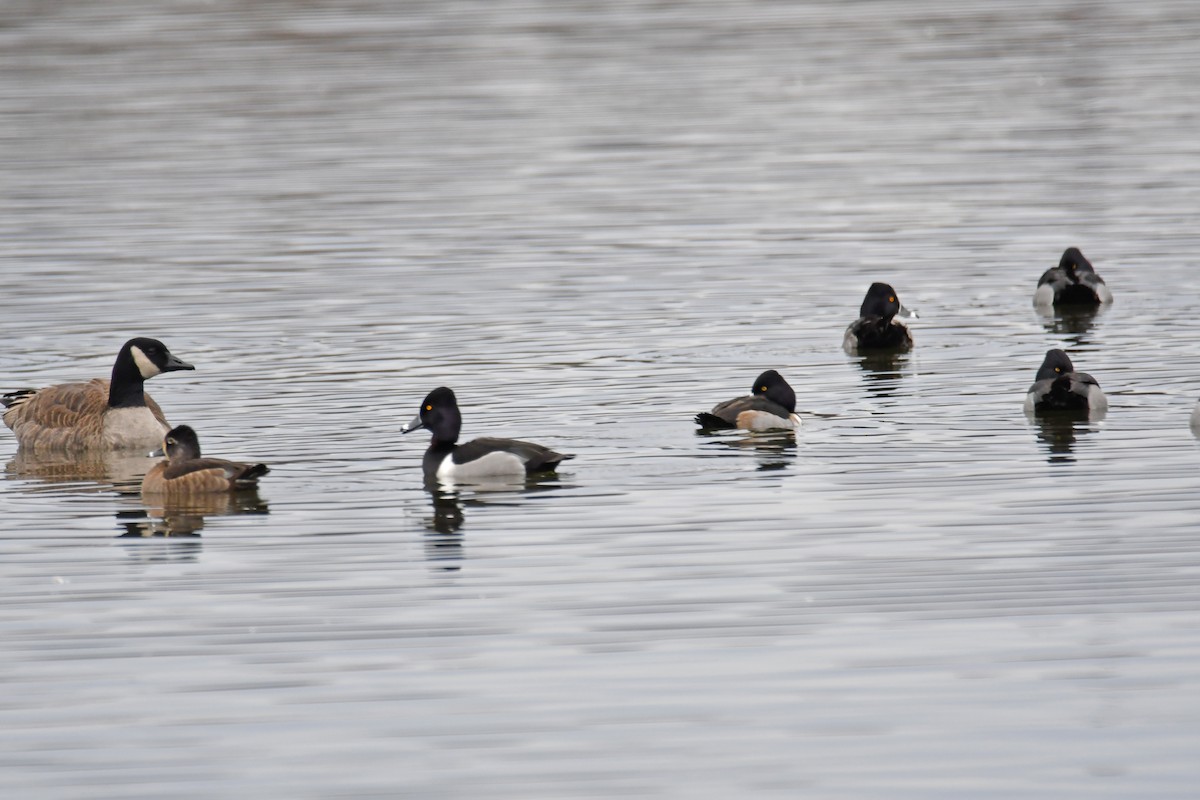 Ring-necked Duck - ML526992341